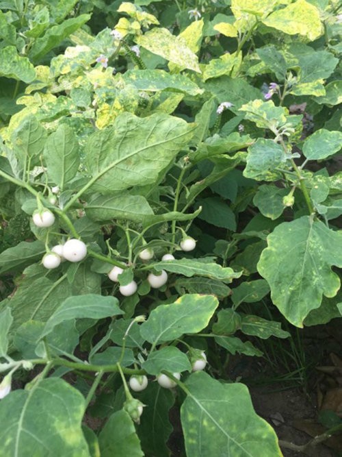 White Ca Phao Seeds F1 - 4 Season Ca Phao - 2Gr Pack