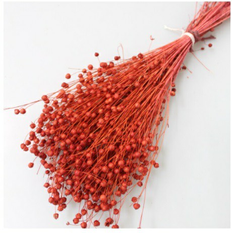 hoa khô flax, cỏ khô linum, cành hạt đậu