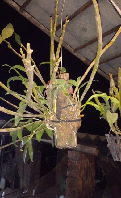 Hoa lan kiều vàng