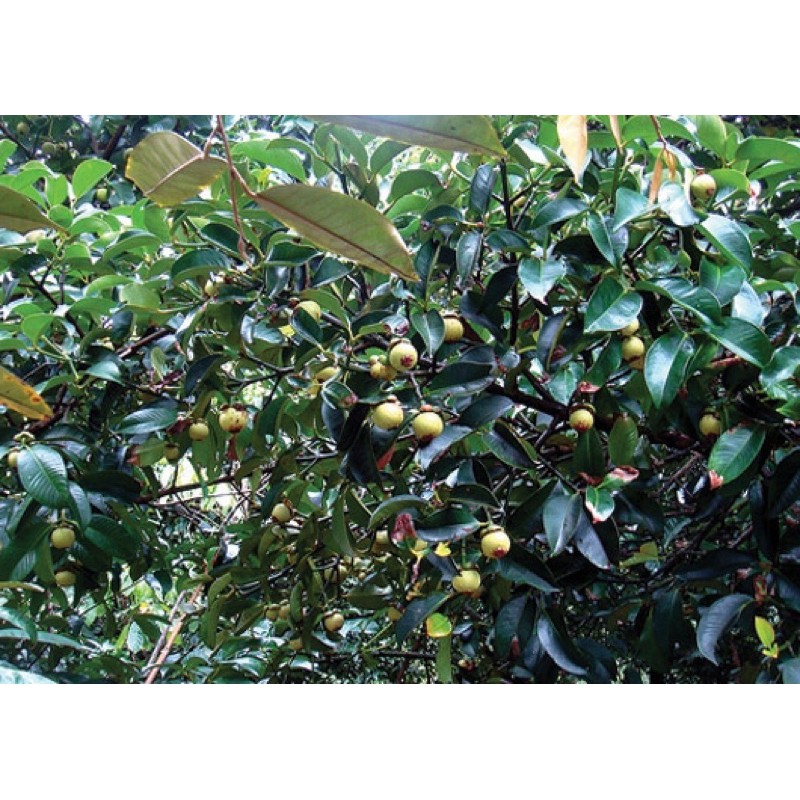 Cây giống măng cục
