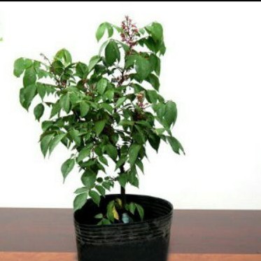 Cây khế chua GDFGDF