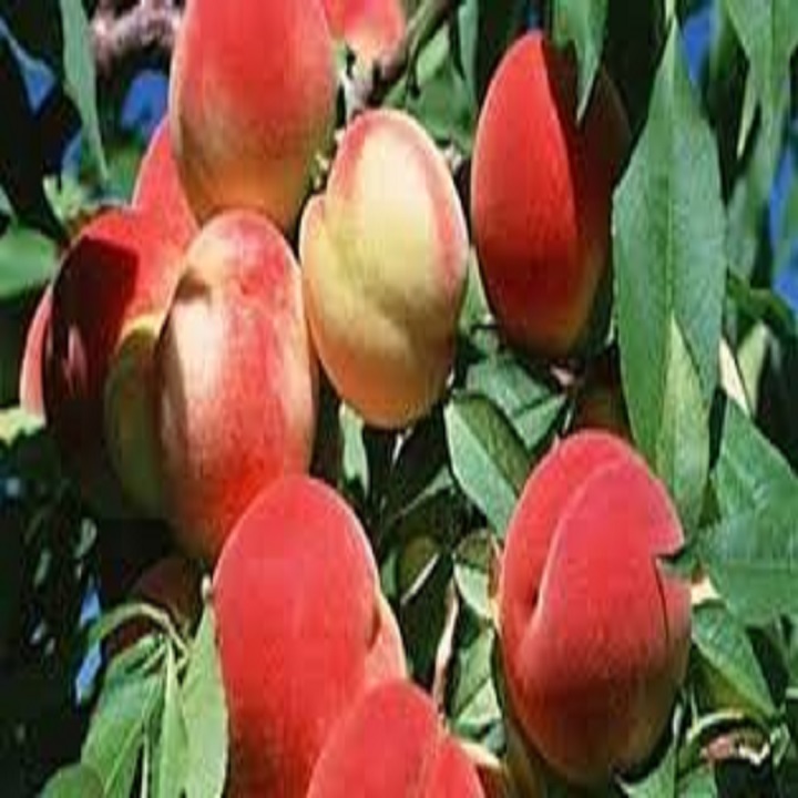 CÂY GIỐNG ĐÀO ĂN QUẢ