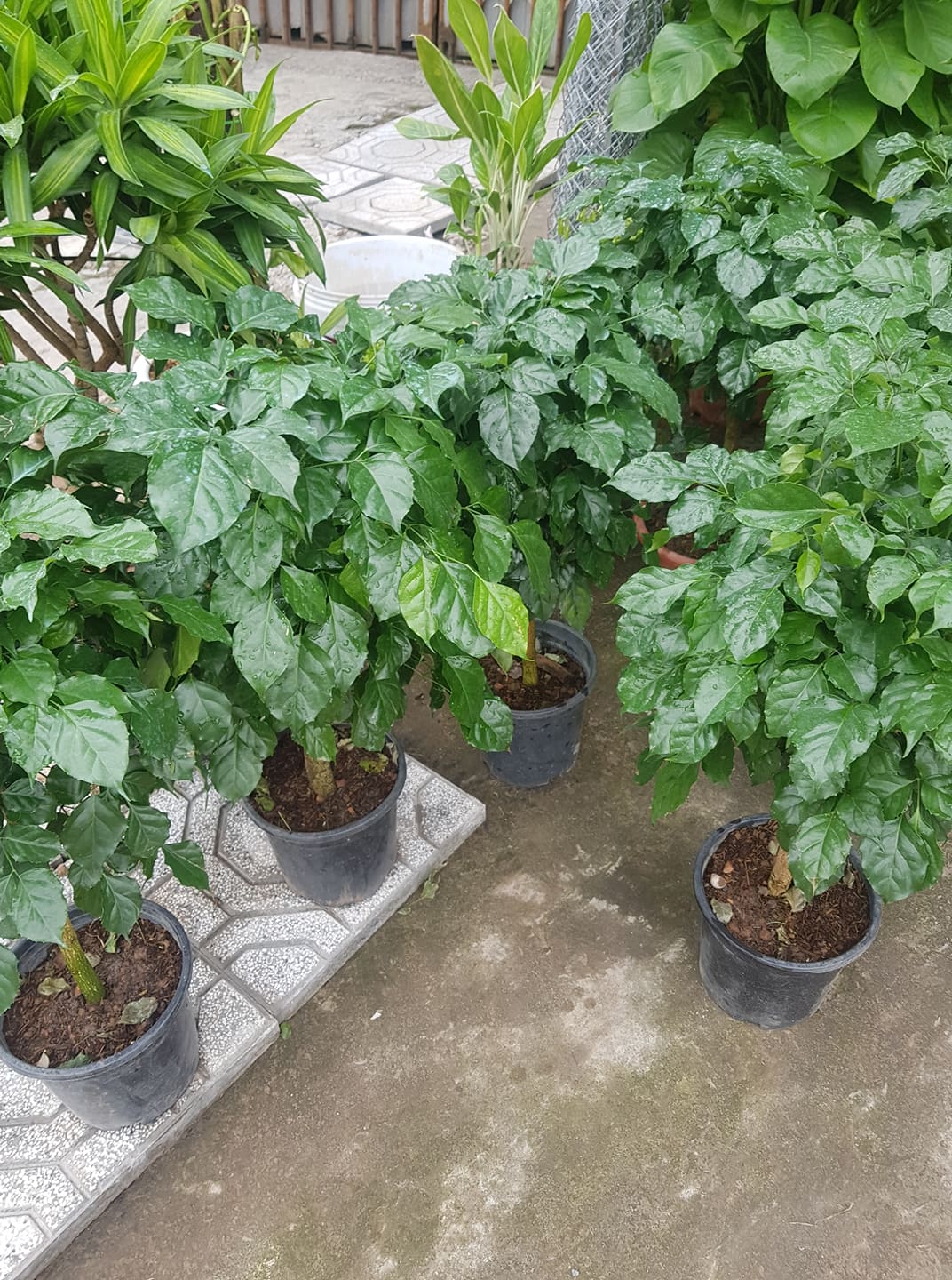 Cây Hạnh Phúc