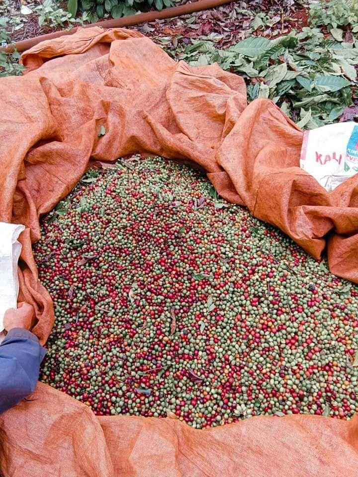 nhân cà phê sống Robusta 5kg