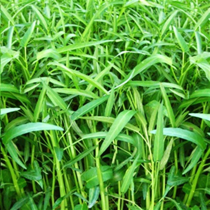 Hạt giống rau muống lá tre Rạng Đông