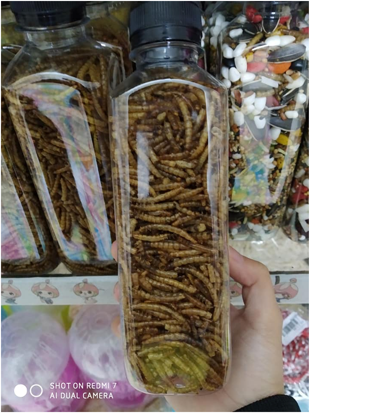 Sâu gạo cho hamster