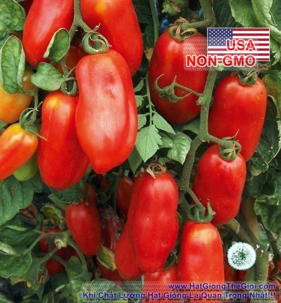 Bộ 5gói 0.1gr hạt giống cà chua cherry dài sanmazano