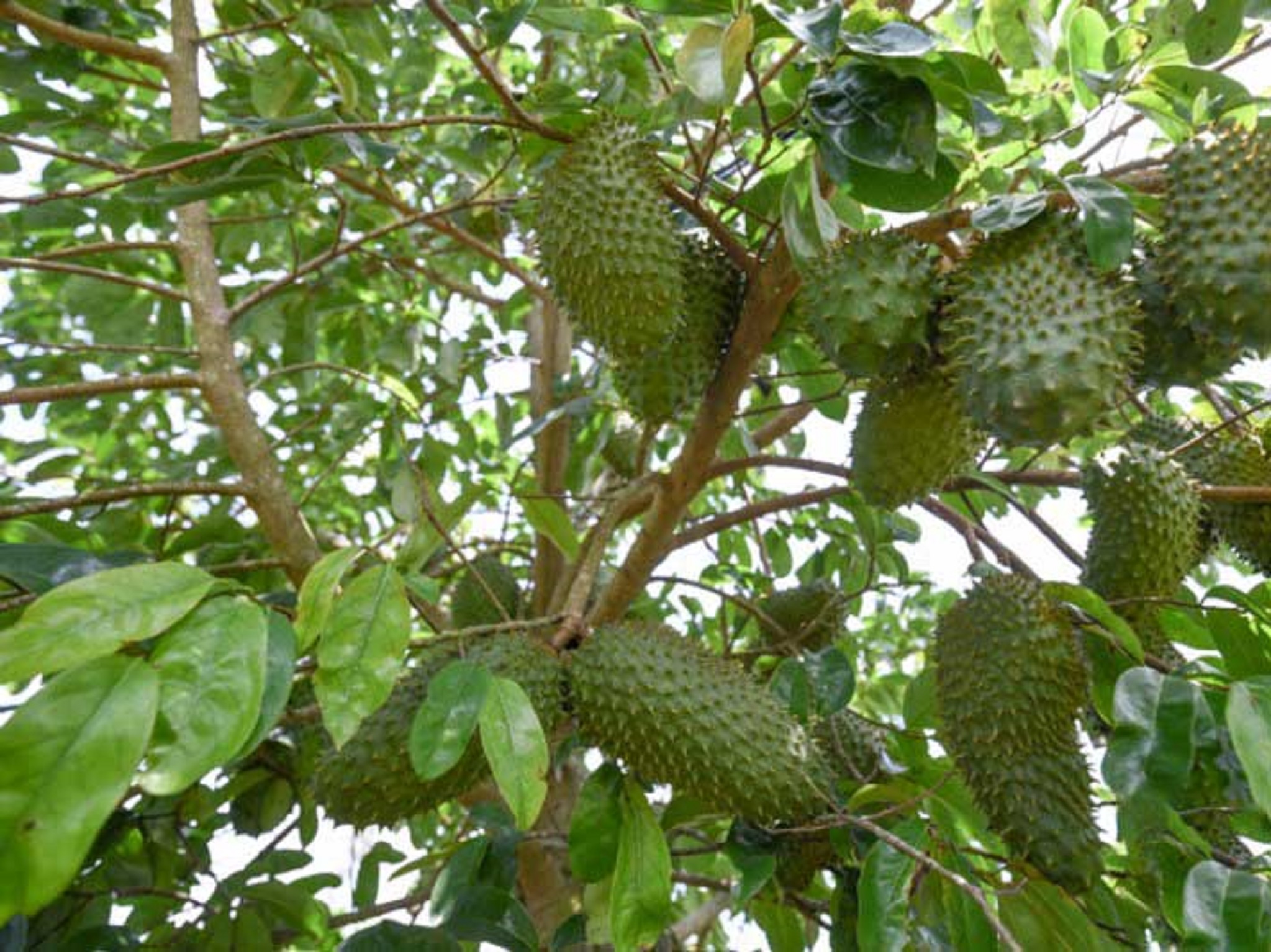 1 KG LÁ Mãng Cầu Xiêm [ La tươi ].