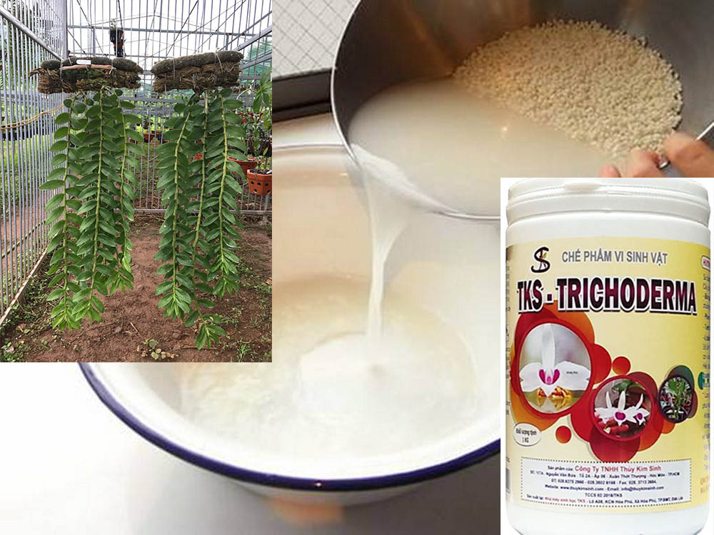 Chế phẩm vi sinh vật TKS – Trichoderma - 1Kg