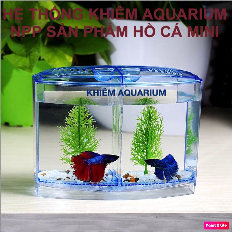 Bể cá betta mini 2 ngăn bằng nhựa - Hồ cá mini cho văn phòng
