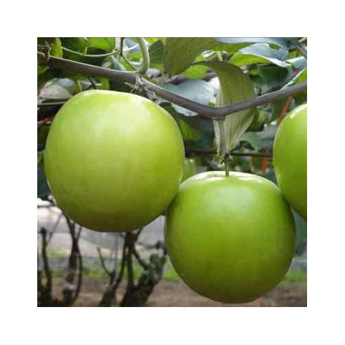 cây giống táo thái