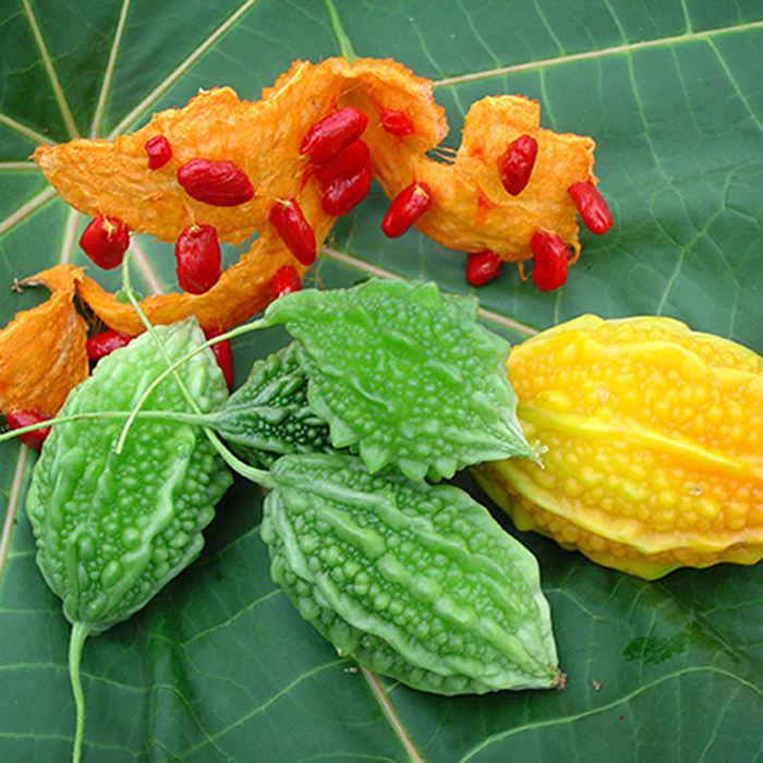 Hạt giống khổ qua rừng F1 trái Ngắn giống kháng sâu bệnh - nảy mầm khỏe PSV70 | Phởms Market