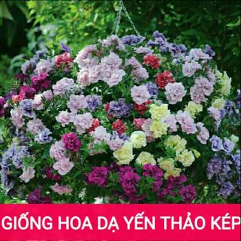 Hạt Giống Hoa Dạ Yến Thảo Kép