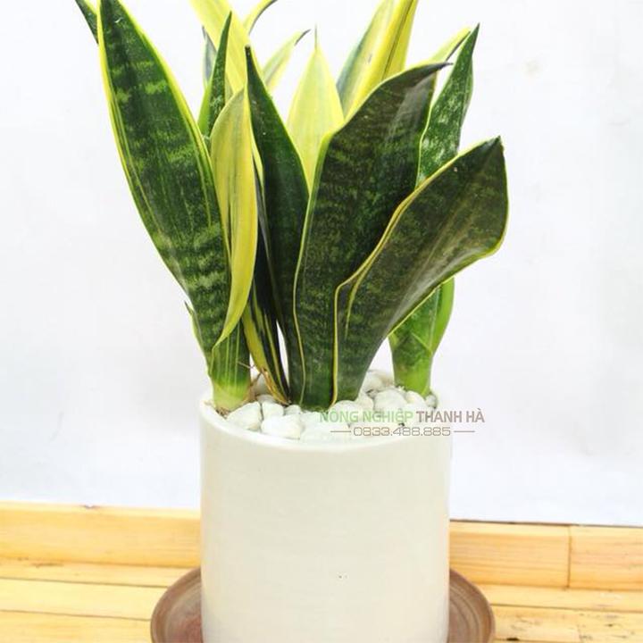 Sỏi trắng trang trí kích thước 1x2cm