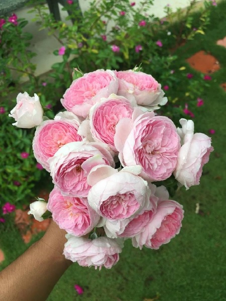 Hồng Leo Mon Coeur - Chậu Hoa Hồng -