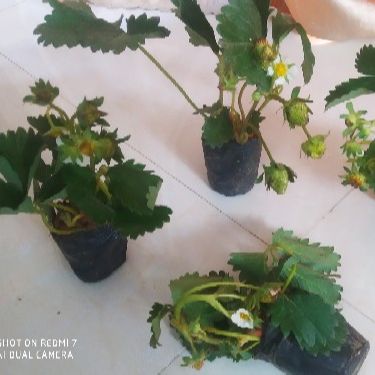 (CÓ Quả) bầu dâu tây đang hoa và quả (bầu bé)