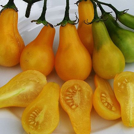 "Gói 30 Hạt " Hạt giống cà chua quả lê vàng