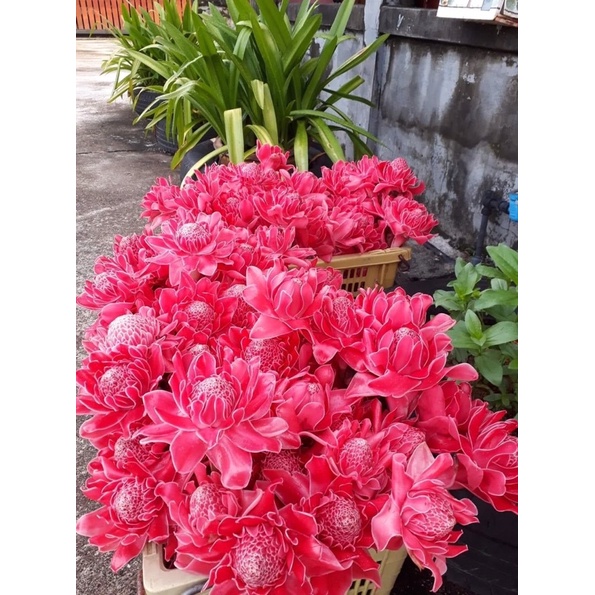 Củ hoa sen đa Lộc tặng kèm phân bón