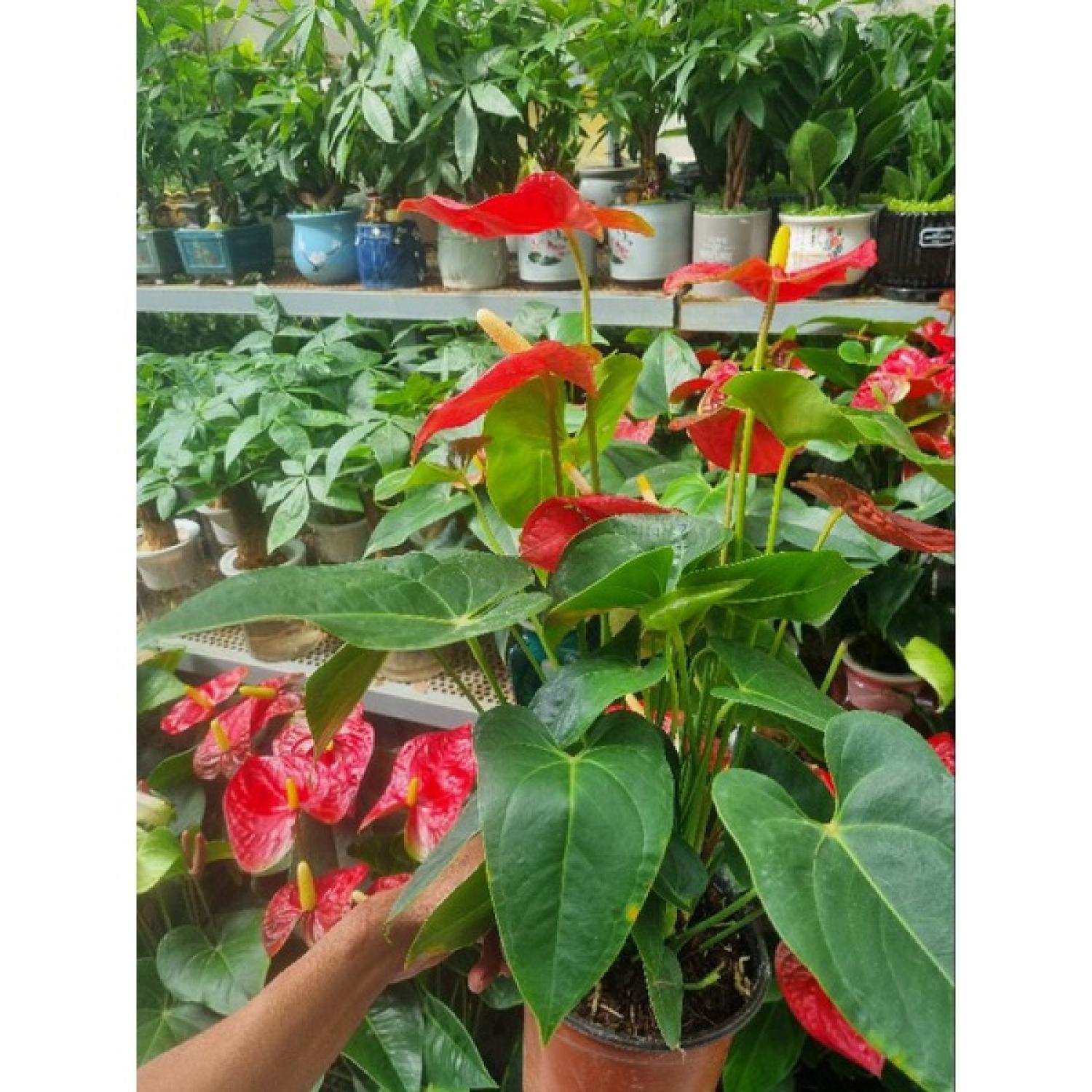 Chậu cây hồng môn đỏ (cây size lớn nhiều thân)