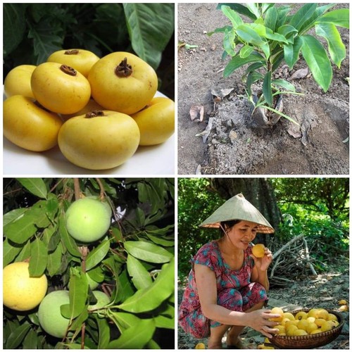 cây giống cây thị thơm