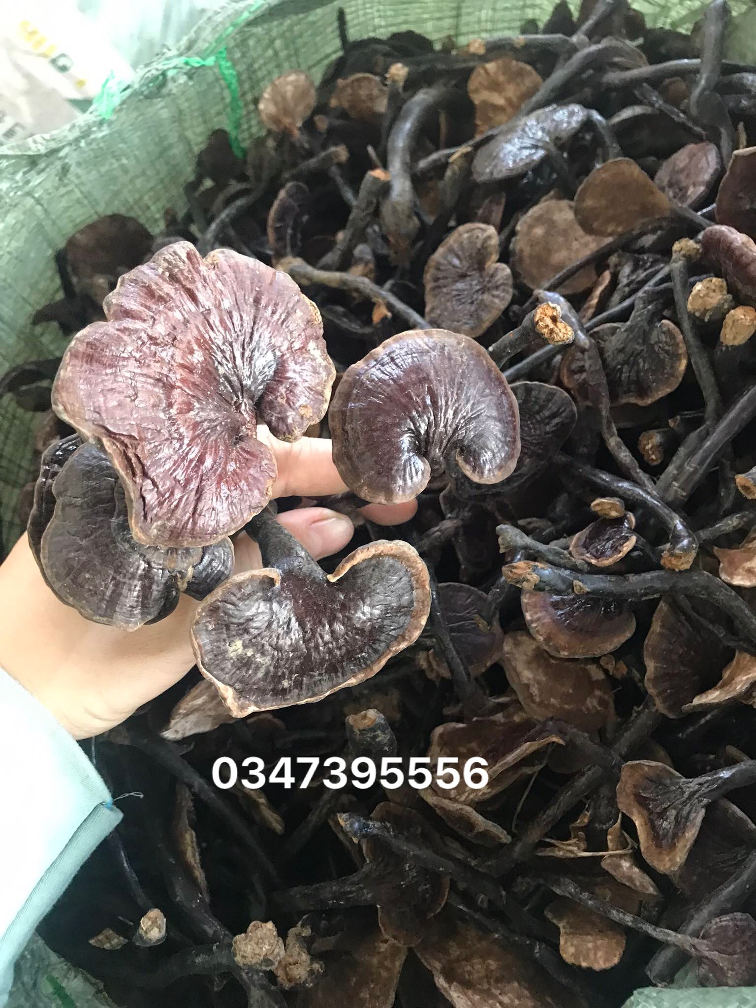 Nấm linh chi rừng khô (500gr)