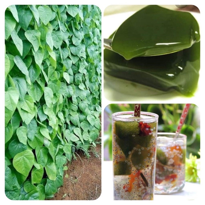 Cây giống sương sâm lông làm thạch ăn rất mát