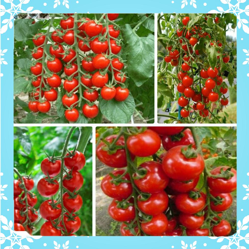 Hạt Giống Cà Chua Cherry Đỏ Lai F1 Thái Lan Sinh Trưởng Mạnh