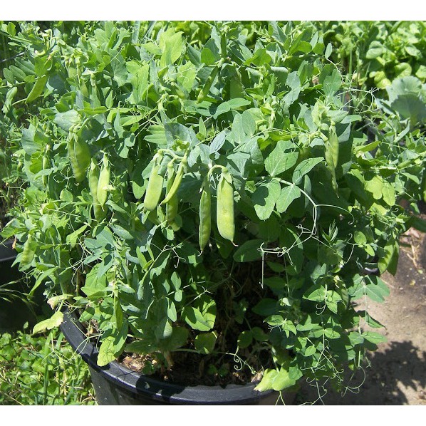 Hạt giống Đậu Hà Lan bụi lùn 5gr