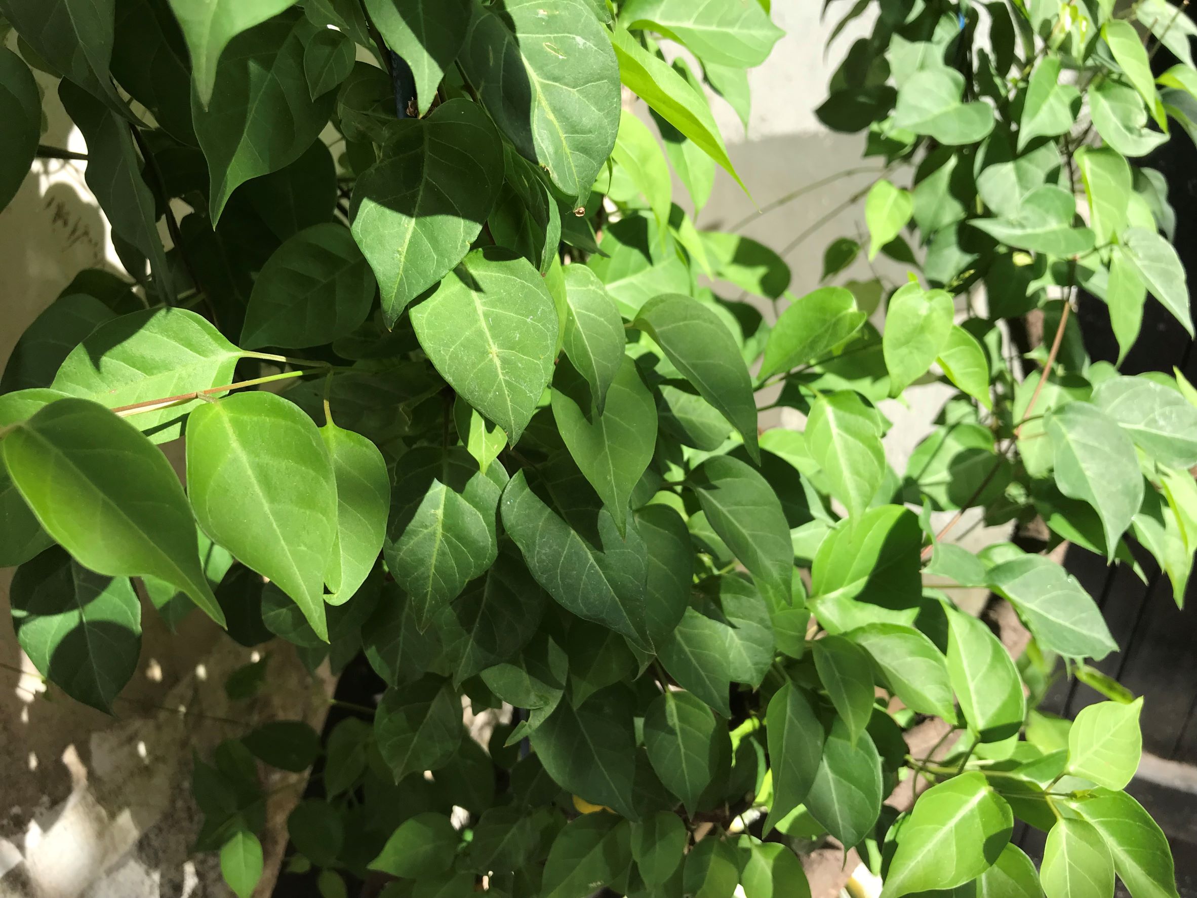 Lá giang tươi nấu canh chua