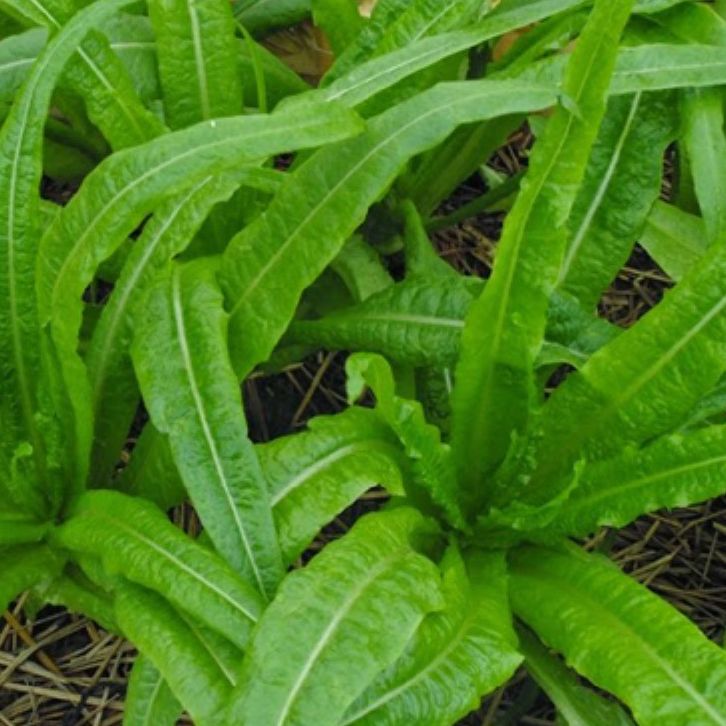 Hạt Giống Rau Diếp Thơm (gói 5Gram)