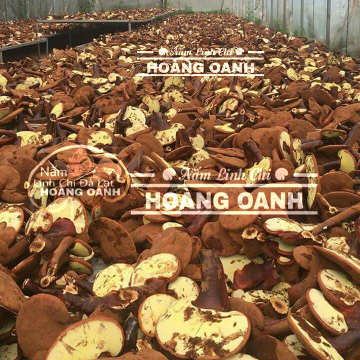 1kg Nấm Linh Chi - Hồng Chi Đà Lạt