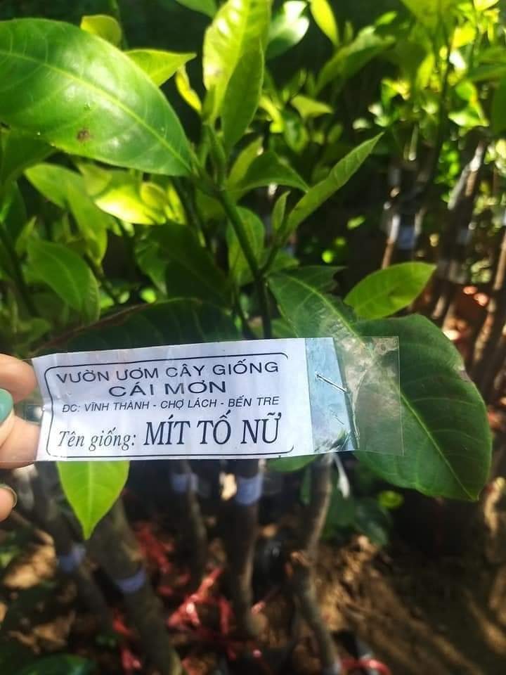 Cây giống mít tố nữ