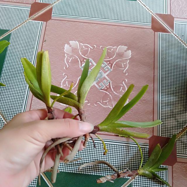 Hoa phong lan hoàng nhạn tháng 8 bóc rừng