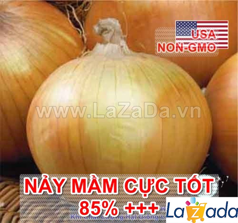 0.3Gr Hạt Giống Hành Củ Vàng Texas Grano (TLA0| C24*W21*M216)