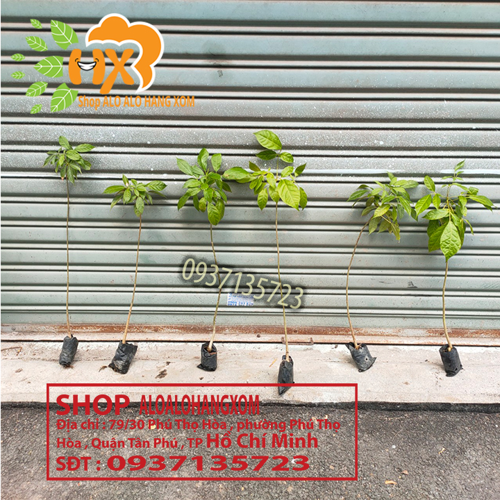 cây kèn hồng cây giống -combo 5 cây