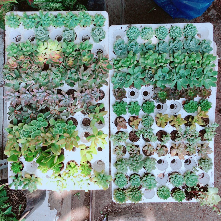 Combo 12 cây sen đá vỉ