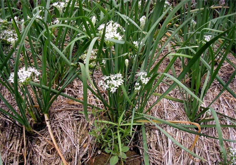 Hạt Hẹ Ăn Bông - Gói 1 Gram
