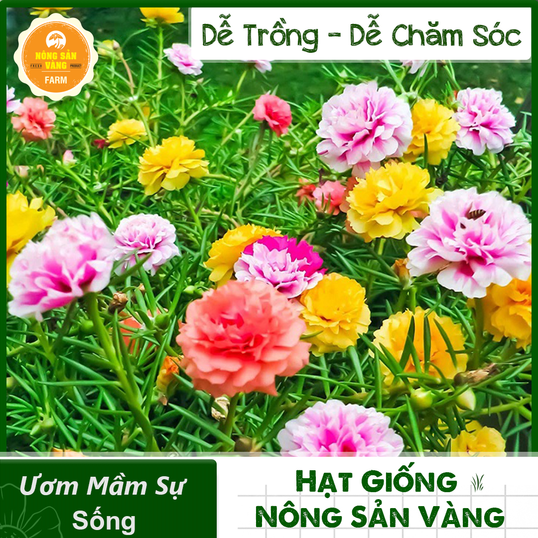 Flower seeds ten hours US dual, tree ưa bright, easy to grow, easy care, many màungẫu course (white, yellow, orange, pink, red, purple.) (Pack 500 seeds)-shallow gold