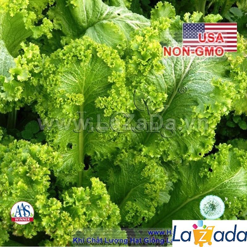 600h Hạt Giống Cải Cay Xoắn Siêu Nhanh Giant (B1.204| B9*X45*M217)