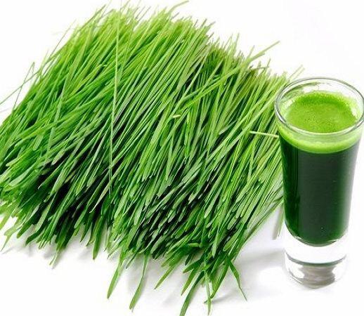 Hạt Giống Cỏ Lúa Mì/Mầm Lúa Mạch Dễ Trông, Thơm Ngon (100gr)
