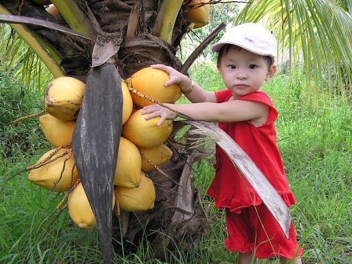 Cây giống dừa xiêm lửa lùn
