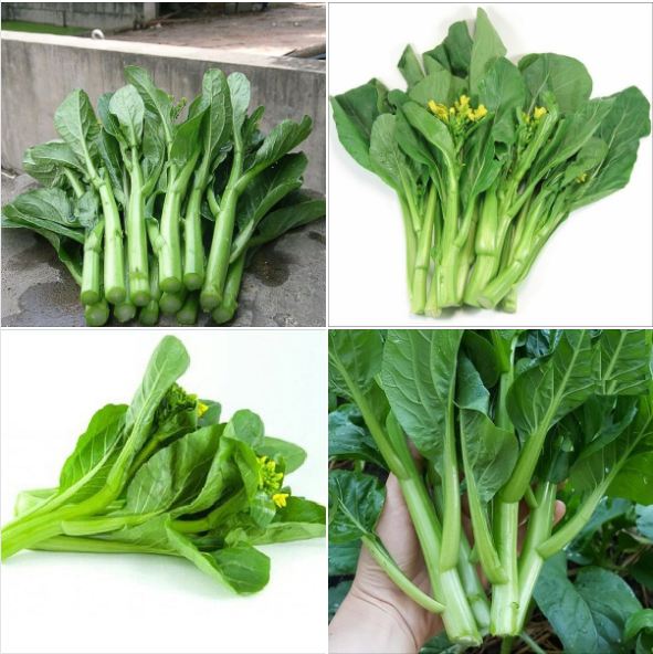 Hạt giống rau Cải ngồng Mập - gói 20gram