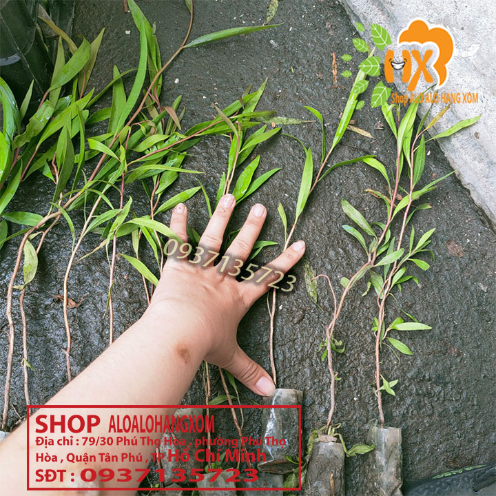 Combo 50 cây tràm úc -cây giống