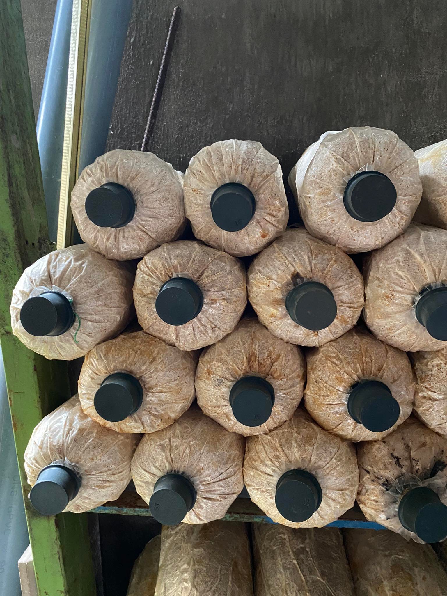 Combo 5 phôi nấm bào ngư từ trại giống (1.1~1.2kg/phôi)