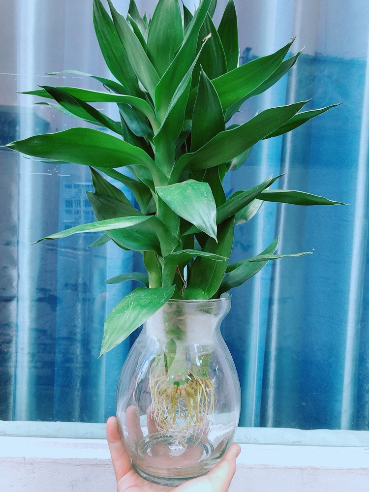 Chậu Phát Tài Búp Sen
