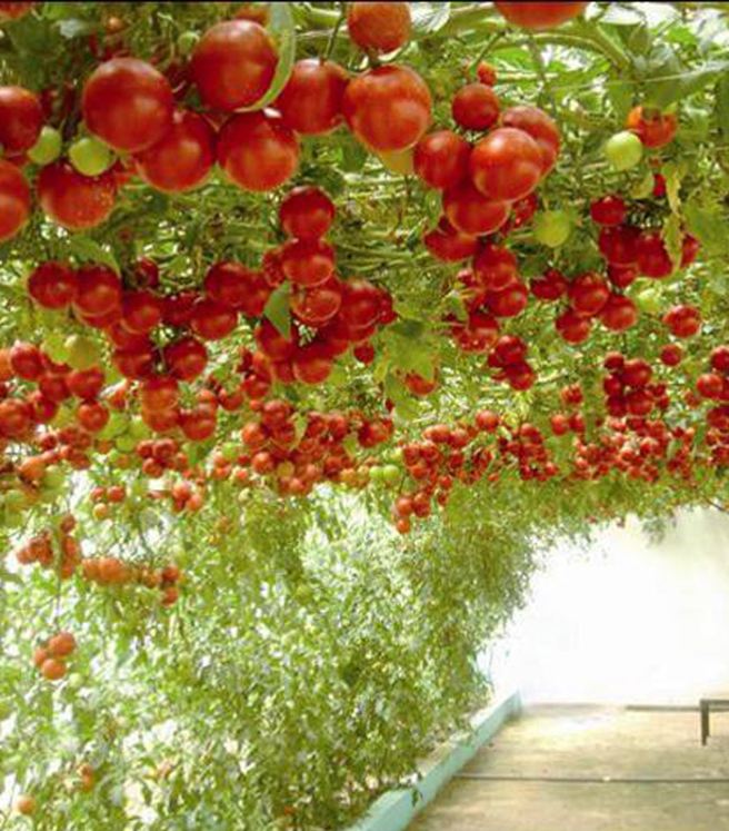 Hạt giống Cà chua bạch tuộc ( leo giàn ) - 10 hạt