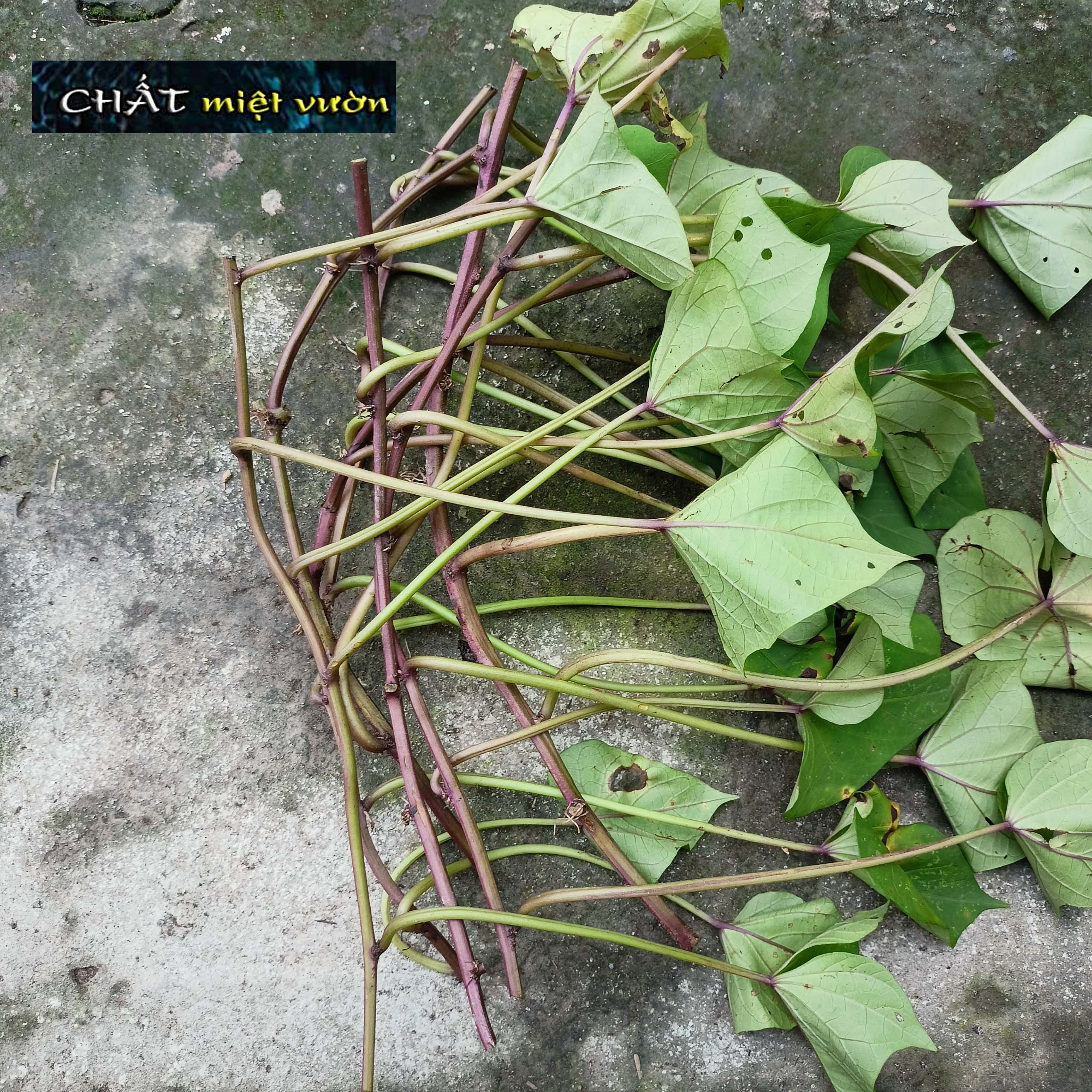 Bó 10 Dây khoai lang giống siêu củ/siêu đọt (1 cây giống đỏ/xanh dài ~35cm)