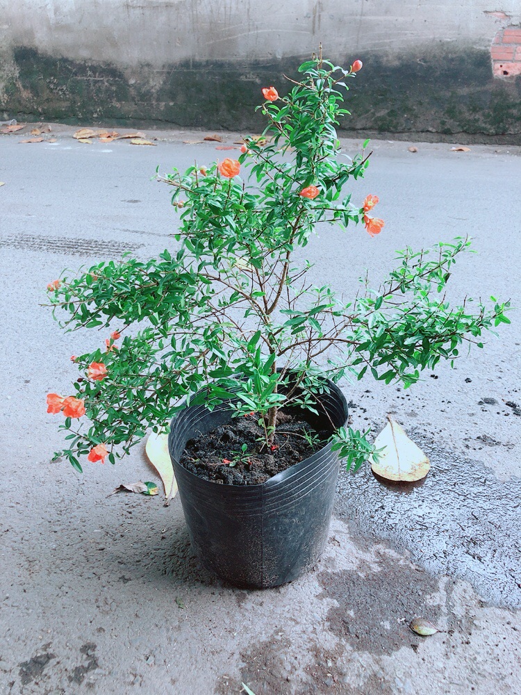 Cây Lựu Cho Sai Trái