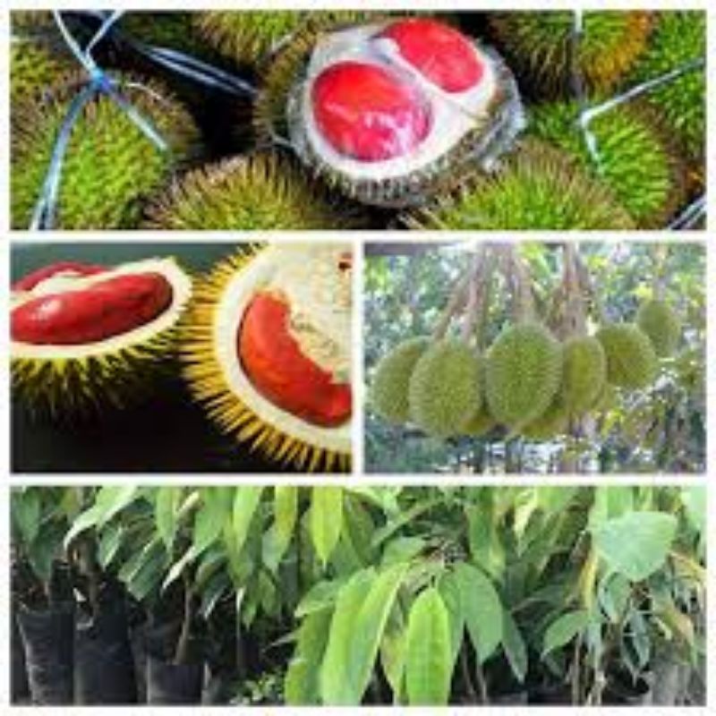 Cây giống sầu riêng ruột đỏ (siêu sớm cây tốt) ( sản phẩm có bảo hành toàn quốc)