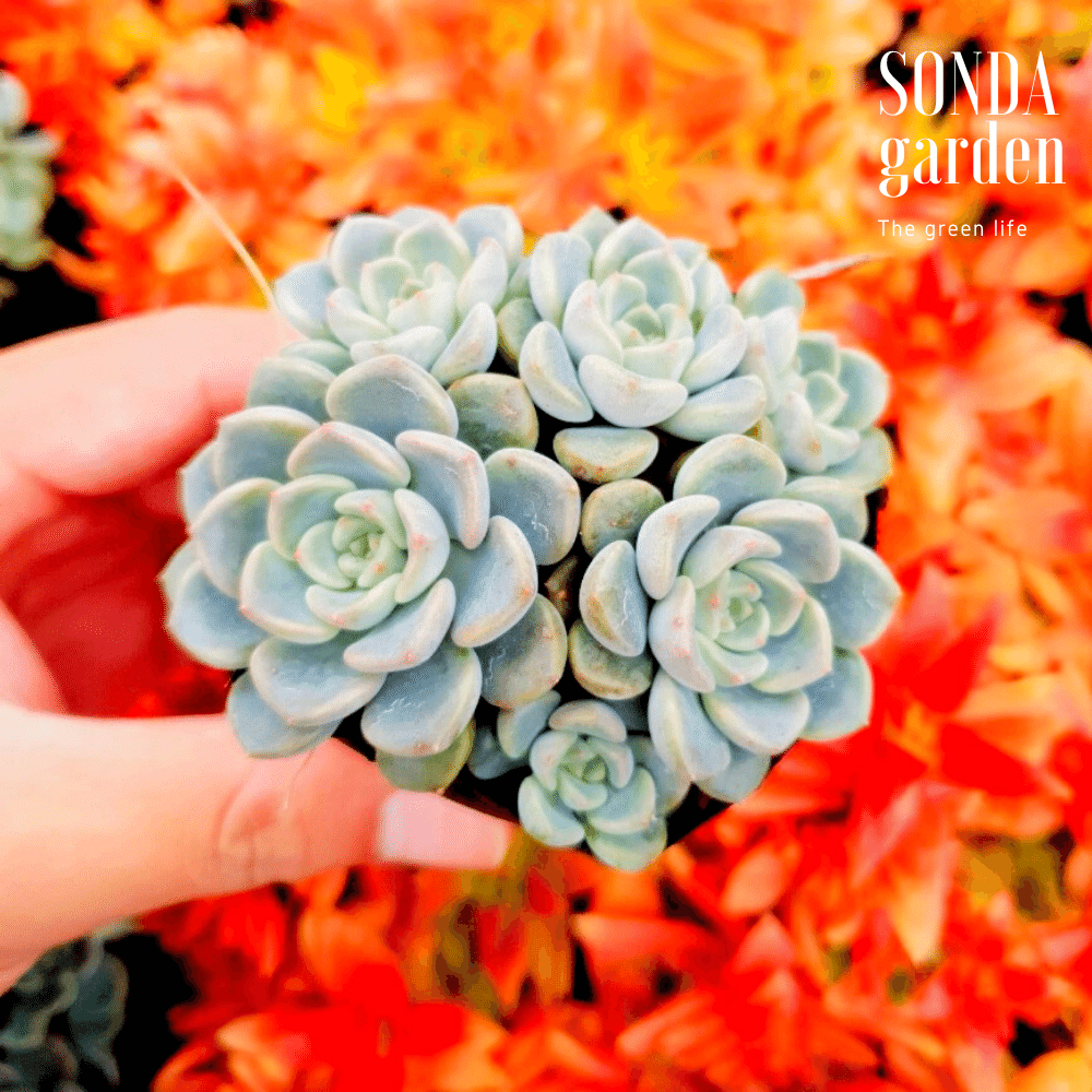 SEN ĐÁ DIỆP HÀ SIZE BÉ SIÊU KHOẺ ĐẸP LỖI 1 ĐỔI 1